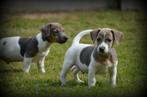 Jack Russell pups blauw lilac, Dieren en Toebehoren, Honden | Jack Russells en Terriërs, België, Jack Russell Terriër, CDV (hondenziekte)