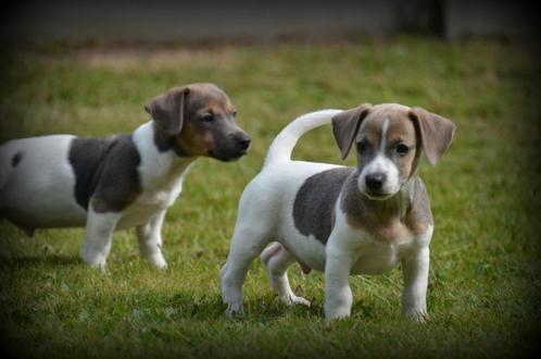 Jack Russell pups blauw lilac, Dieren en Toebehoren, Honden | Jack Russells en Terriërs, Meerdere dieren, Jack Russell Terriër