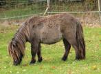 Te koop Super gave wildkleur blue dun shetlander ruin, Dieren en Toebehoren, Paarden, Ruin, Gechipt