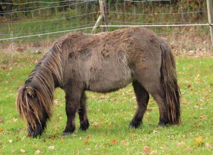 Te koop Super gave wildkleur blue dun shetlander ruin, Dieren en Toebehoren, Paarden, Ruin, Gechipt