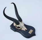 Schedel SPRINGBOK op zwart houten schild (ref. K), Collections, Collections Animaux, Enlèvement ou Envoi, Utilisé, Animal sauvage