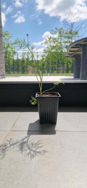 Dille 'Vierling' (Anethum graveolens), Tuin en Terras, Ophalen, Volle zon, Eenjarig, Kruiden
