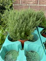Plants d’herbes aromatiques, Ophalen of Verzenden, Kruiden