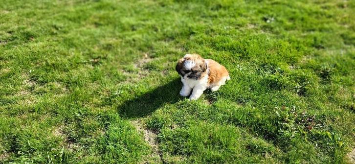 Shih Tzu pups, Dieren en Toebehoren, Honden | Chihuahua's en Gezelschapshonden, Teef, Chihuahua, Fokker | Professioneel, Meerdere