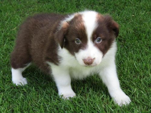 Border collie puppy reutje, Dieren en Toebehoren, Honden | Herdershonden en Veedrijvers, Reu, Collie, Fokker | Professioneel, Eén hond
