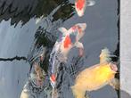 Mooie japanse koi 65cm, Dieren en Toebehoren, Vissen | Vijvervissen