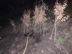Beuk, Tuin en Terras, Halfschaduw, Lente, 100 tot 250 cm, Ophalen