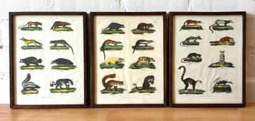 oude triptiek gekleurde afbeelding dieren encyclopedie kader beschikbaar voor biedingen