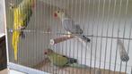 Halsbandparkieten, Dieren en Toebehoren, Meerdere dieren, Parkiet