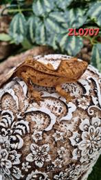 Correlophus Ciliatus wimpergekko, Dieren en Toebehoren