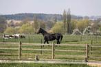 Propose 1place en prairie à Enines Orp-jauche, Animaux & Accessoires, Box & Pâturages