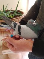 Reisduiven te koop, Dieren en Toebehoren, Vogels | Parkieten en Papegaaien