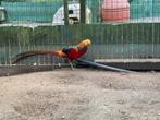 Goudfazanten, Dieren en Toebehoren, Pluimvee, Meerdere dieren