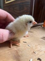 Kuikens witte leghorn beschikbaar, Dieren en Toebehoren, Pluimvee