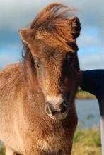 Appaloosa merrie veulen, Dieren en Toebehoren, Gechipt, 0 tot 2 jaar, Hengst, A pony (tot 1.17m)