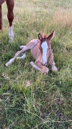 Paarden oppas/verzogster gezocht, Dieren en Toebehoren, Paarden