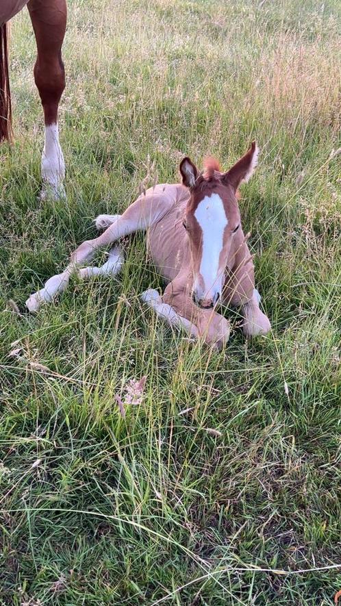 Paarden oppas/verzogster gezocht, Dieren en Toebehoren, Paarden