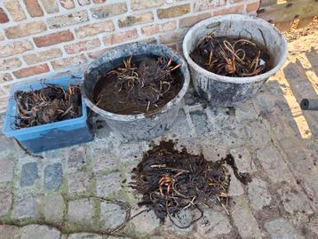 Waterlelies, Tuin en Terras, Vijvers, Ophalen