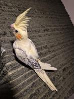 Nog vier tamme valkjes te reserveren, Dieren en Toebehoren, Vogels | Parkieten en Papegaaien, Meerdere dieren, Parkiet, Geringd