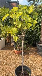 Vijgenboom op stam, Tuin en Terras, Planten | Bomen, Ophalen, Winter