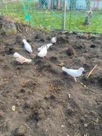 Duiven te koop 5euro, Dieren en Toebehoren, Vrouwelijk