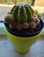 Cactus: Eriocactus warasii, Huis en Inrichting, Kamerplanten, Ophalen, Cactus