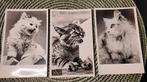 3 x photos réelles de chats, Collections, Cartes postales | Animaux, Enlèvement ou Envoi, 1960 à 1980, Non affranchie, Chien ou Chat
