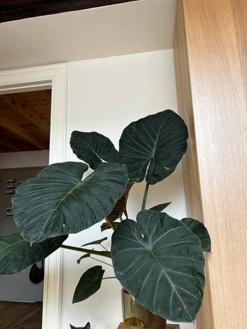 Alocasia regal shiel +1 meter beschikbaar voor biedingen