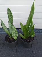 Sanseveria, Ophalen, In pot
