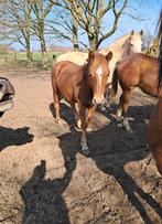 Prachtige jaarling, Dieren en Toebehoren, Paarden