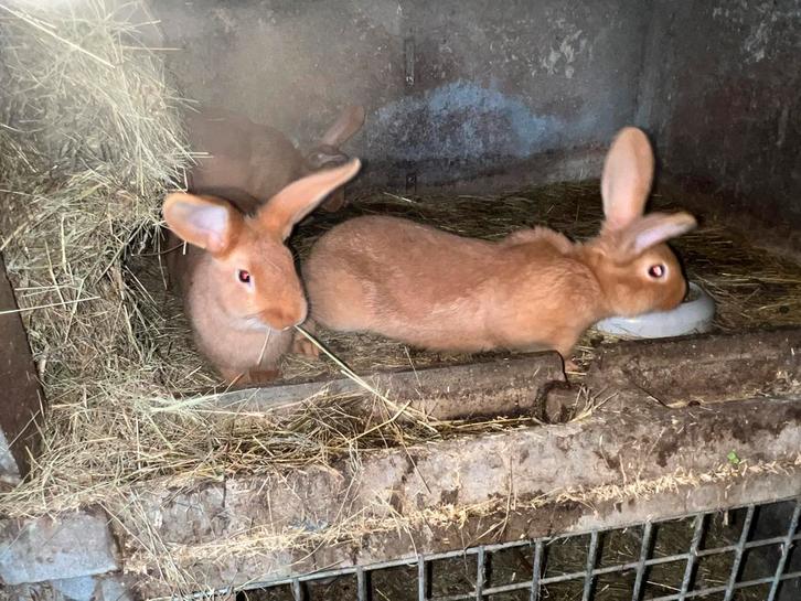 Jonge konijnen, Dieren en Toebehoren, Konijnen