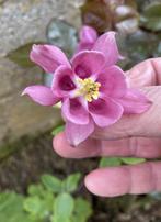 Plante Ancolie rose - vivace, Enlèvement ou Envoi, Printemps, Plein soleil
