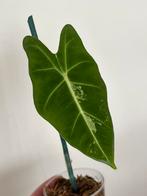 alocasia frydek variegata, Ophalen of Verzenden
