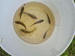 karpertjes 10 cm, Dieren en Toebehoren, Vissen | Vijvervissen, Karper of Koi