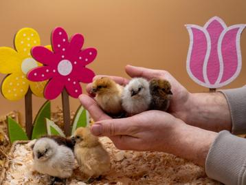 Zijdehoen kriel kuikens hennetjes gesekst en ingeënt, Femelle, Poule ou poulet