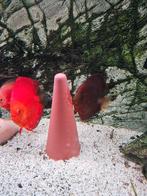 Paire de discus, Poisson, Poisson d'eau douce