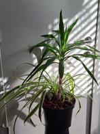 Palmboom kamerplant, Yucca, Enlèvement