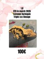 1.0 extreme harlequin uit triple xxx lijn