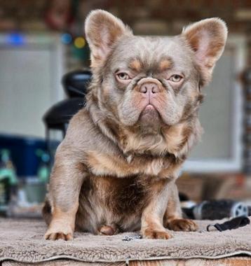 Franse bulldog reu (te koop) beschikbaar voor biedingen
