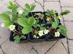 Plants de fraisiers à vendre - espèce Ostara, Jardin & Terrasse, Plantes | Arbres fruitiers, En pot, Printemps, Autres espèces