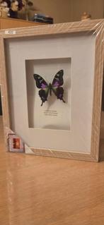 Graphium weiskei, in kader met ledverlichting, Ophalen, Zo goed als nieuw