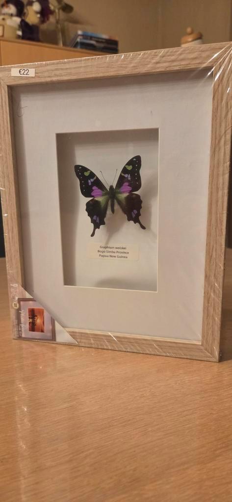 Graphium weiskei, in kader met ledverlichting, Huis en Inrichting, Woonaccessoires | Lijsten, Zo goed als nieuw, Ophalen