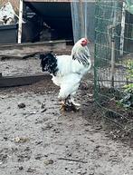 Brahma kippen, Dieren en Toebehoren