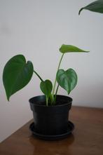 Jonge Monstera, kamerplant, Huis en Inrichting, Kamerplanten, Overige soorten, Minder dan 100 cm, Halfschaduw, In pot
