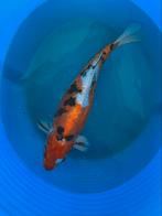 Japanse koi 40+, Dieren en Toebehoren, Karper of Koi