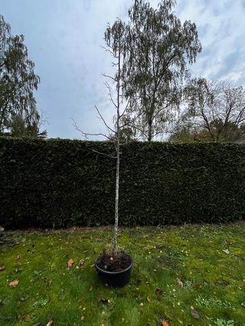 Lindenboom met kluit beschikbaar voor biedingen