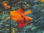 Prachtige recente Photography Art Limited Edition, Ophalen of Verzenden