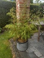 Bamboe , fargnesia, Tuin en Terras, Ophalen