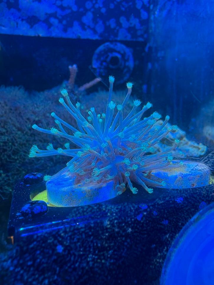 Stekjes sarcophyton neon greon, Animaux & Accessoires, Poissons | Poissons d'aquarium