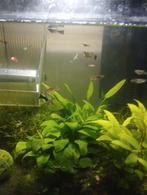 Moscow guppy  en pink platy's, Dieren en Toebehoren